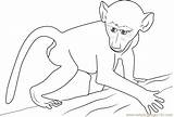 African Baby Baboon Coloring Page For Kids  Free Printable sketch template