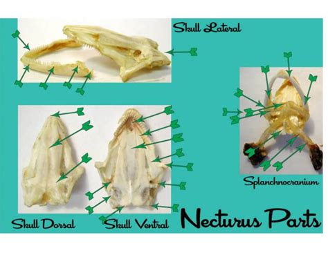 Necturus Anatomy Quiz