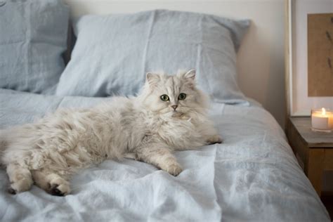 The Persian cat health issues explained