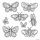 Moth Coloring Page 15431 12635 sketch template