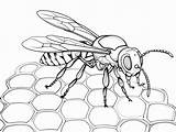 Adult Hornet Coloring Masterpiece  Page sketch template