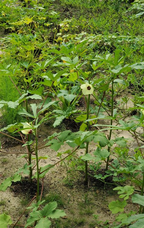 Okra blooms : r/gardening