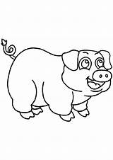 Cochon Colorear Cerditos Colorat Cochons Tres Purcelusi Maialini  sketch template