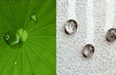 Lotus Effect | Efecto Lotus | Biomimicry examples, Design, Bionic design