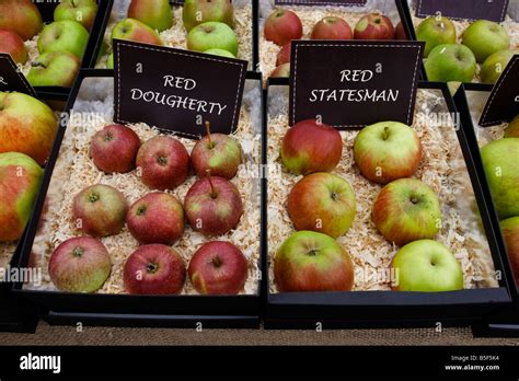 rare apple varieties on show at Brogdale farm, home of the National ...