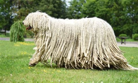 Puli vs Komondor Breed Comparison | BeChewy