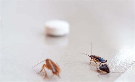 How to Get Rid of Roaches - The Home Depot