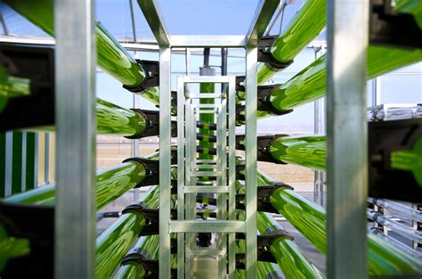 Production Processes | microalgae cultivation