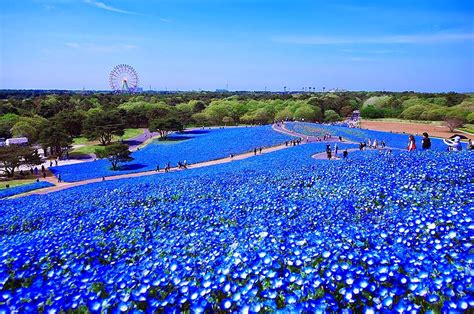 4.5 Million Baby Blue Eyes In Hitachi Seaside Park In Japan
