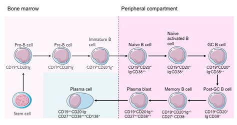 CD antigens expression in B cells