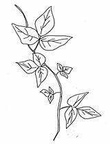 Ivy Coloring Page At GetColoringscom  Free Printable Colorings pages sketch template