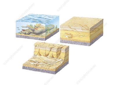 Fossil formation, diagram - Stock Image - C014/4795 - Science Photo Library