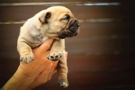 Boerboel Growth Chart | Size & Weight Chart