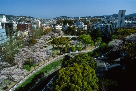 MichaelYamashita | Cherry Blossoms.Peace Park, Nagasaki, Japan