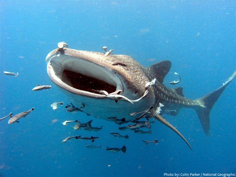 Interesting facts about whale sharks | Just Fun Facts