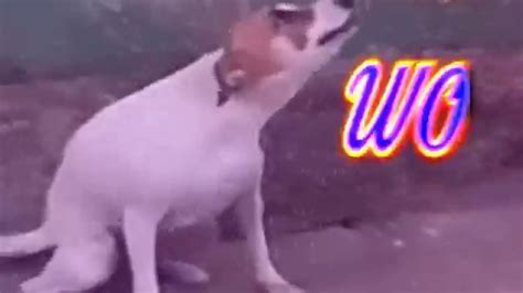 Doge Dance Meme Gif - Silentkiller Wallpaper