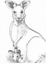 Free Printable Kangaroo Coloring Pages For Kids sketch template