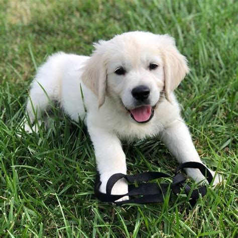 English Cream Golden Retriever Puppies Denver Colorado