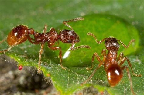 ants drinking water - Google Search | Insetti