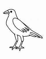 Raven Coloring Pages Free Printable PDF sketch template