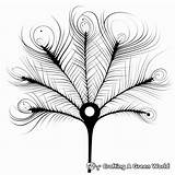 Peacock Feather Coloring Pages  Free & Printable sketch template