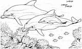 Dolphin Coloring Pages sketch template