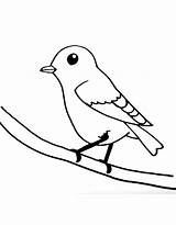 Bluebird Coloring Pages Free Printable PDF sketch template