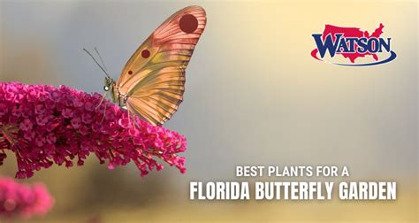 Best Plants for a Florida Butterfly Garden | Watson Realty Corp.