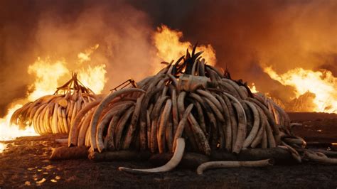 'Anthropocene: The Human Epoch' Trailer Shows Humanity's Impact on the ...