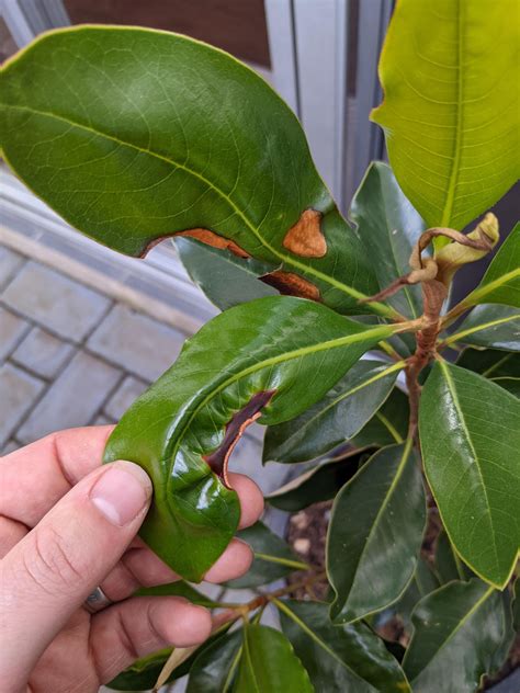 Why is my potted magnolia tree leaves curling, shrivelling and going brown? : r/takecareofmyplant