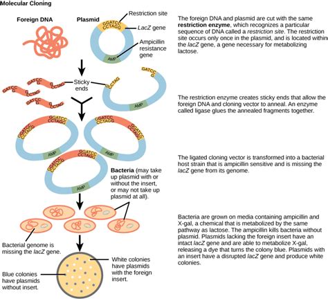 Reading: Cloning | Biology I