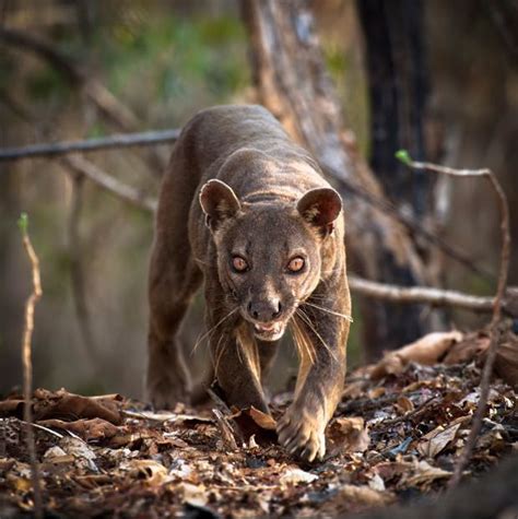 Fossa: The fossa is the largest predator on Madagascar and is a strange mix between a weasel and ...