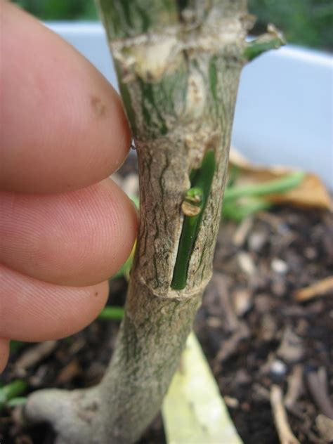 Meiwa kumquat tree - General Fruit Growing - Growing Fruit