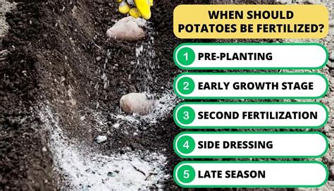 Homemade Fertilizer For Potatoes: 3 Easy Recipes Revealed!