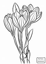 Crocus Coloring Page Pages sketch template