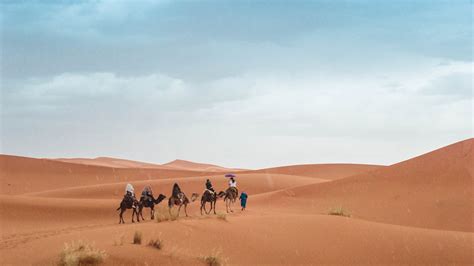 walk, marrakech, sand dune, morocco, animal themes, climate, nature, travel, desert, land ...