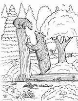 Robins Great Coloring Page Black Bear And Grizzly Comparison  sketch template