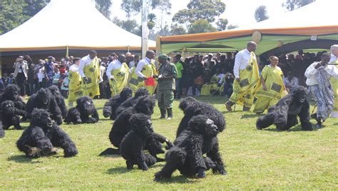 Kwita Izina gorilla naming even - Rwanda gorilla naming ceremony