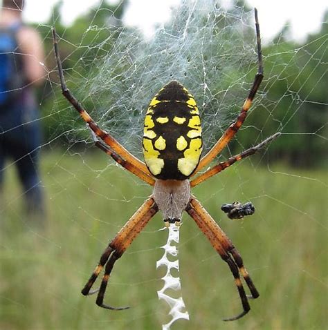 Black and Yellow Argiope - Argiope aurantia - BugGuide.Net