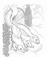 Free Printable Skunk Coloring Pages For Kids sketch template