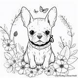 French Bulldog Printable Coloring Pages  Free & sketch template