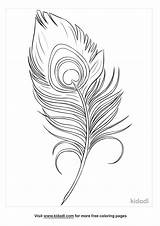 Peacock Feather Coloring Page sketch template
