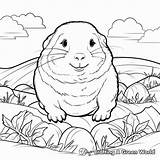 Gopher Coloring Pages  Free & Printable sketch template