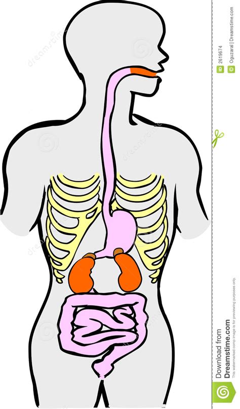 Human digestive system clipart 20 free Cliparts | Download images on ...