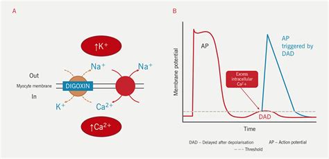 Digoxin: current clinical uses and management of toxicity