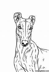 Greyhound Coloring Pages 4 Free Printables  ColoringMaker sketch template