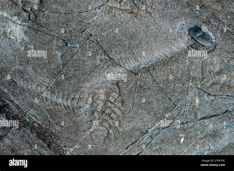 Precambrian fossils hi-res stock photography and images - Alamy