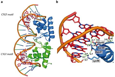 IJMS | Free Full-Text | Making the Bend: DNA Tertiary Structure and Protein-DNA Interactions