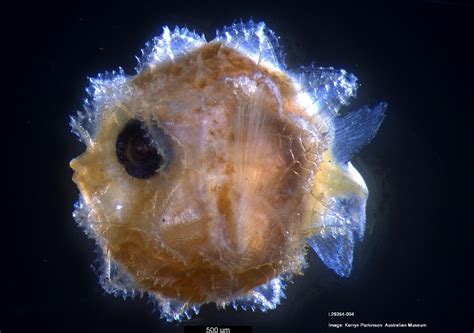 Giant Sunfish larva identified for the first time