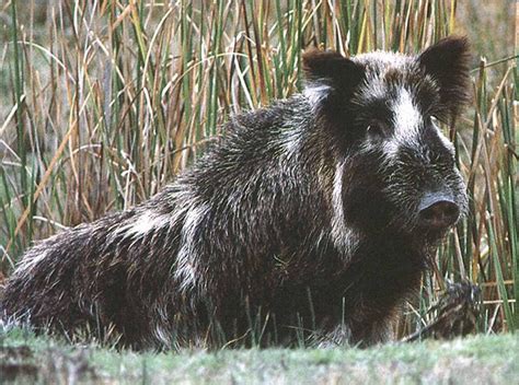 Wild pigs creating problems for homeowners | News | tehachapinews.com